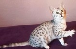 Egyptian Mau kittens